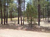 2161 Wildflower Road, Unit 136 Overgaard, AZ 85933 - Photo 1 of 4 Primary Photo