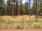 2161 Wildflower Road, Unit 136 Overgaard, AZ 85933 - Photo 4 of 4 Additional Photo