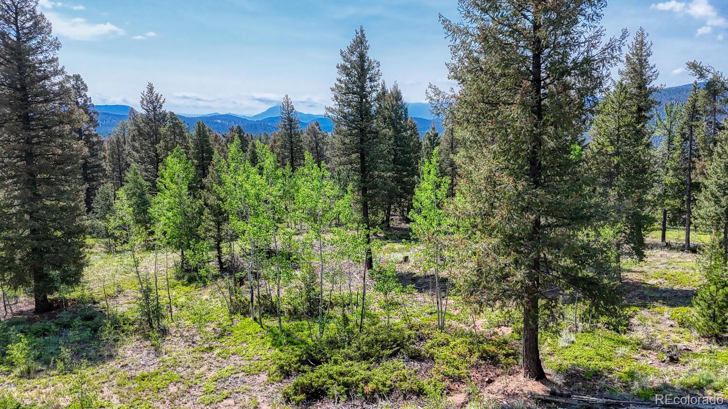 50 Ridge Lane Bailey, CO 80421 - Photo 30 of 37 a view of a garden with trees