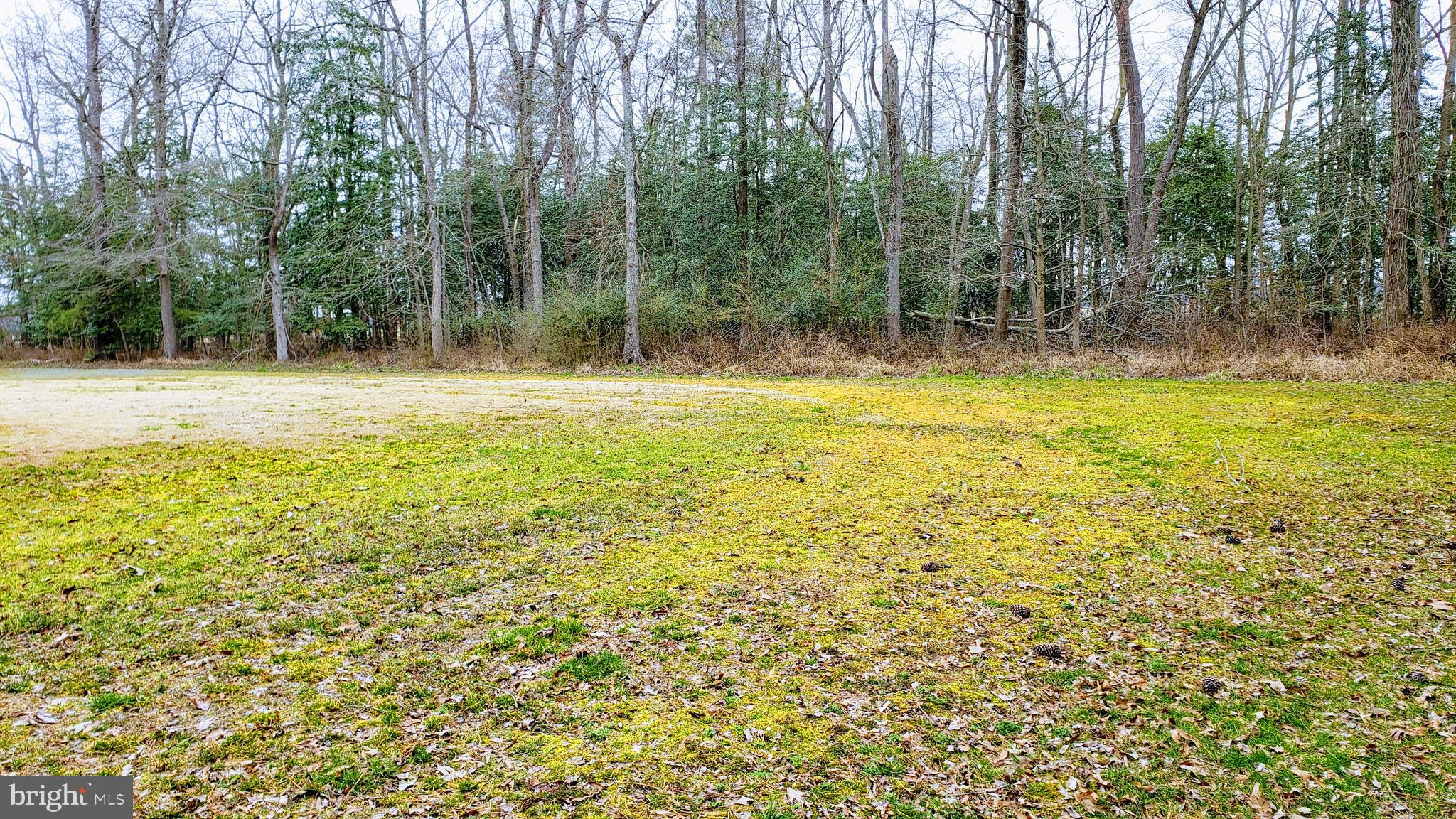 6154 Galestown - Reliance Road Rhodesdale, MD 21659 - Photo 50 of 51 Front yard view