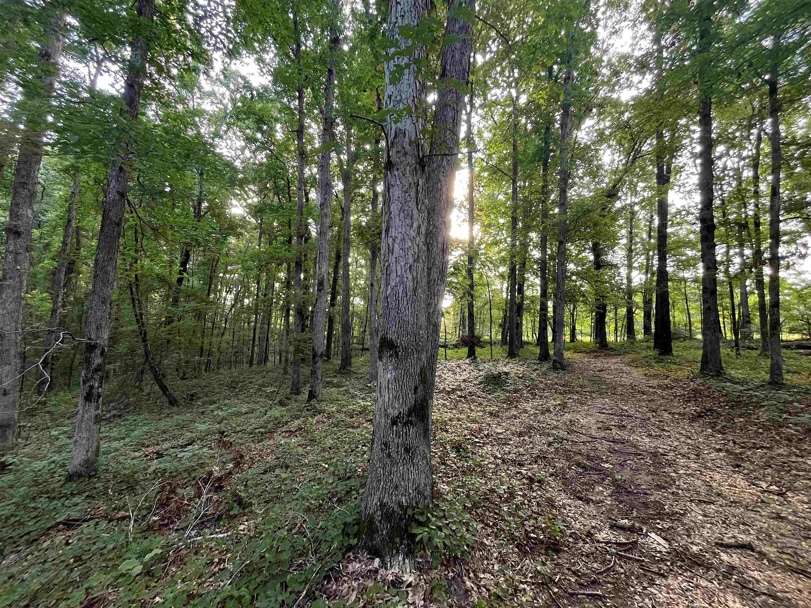 4000 West Fork Road Saulsbury, TN 38067 - Photo 15 of 30 a view of outdoor space and green space