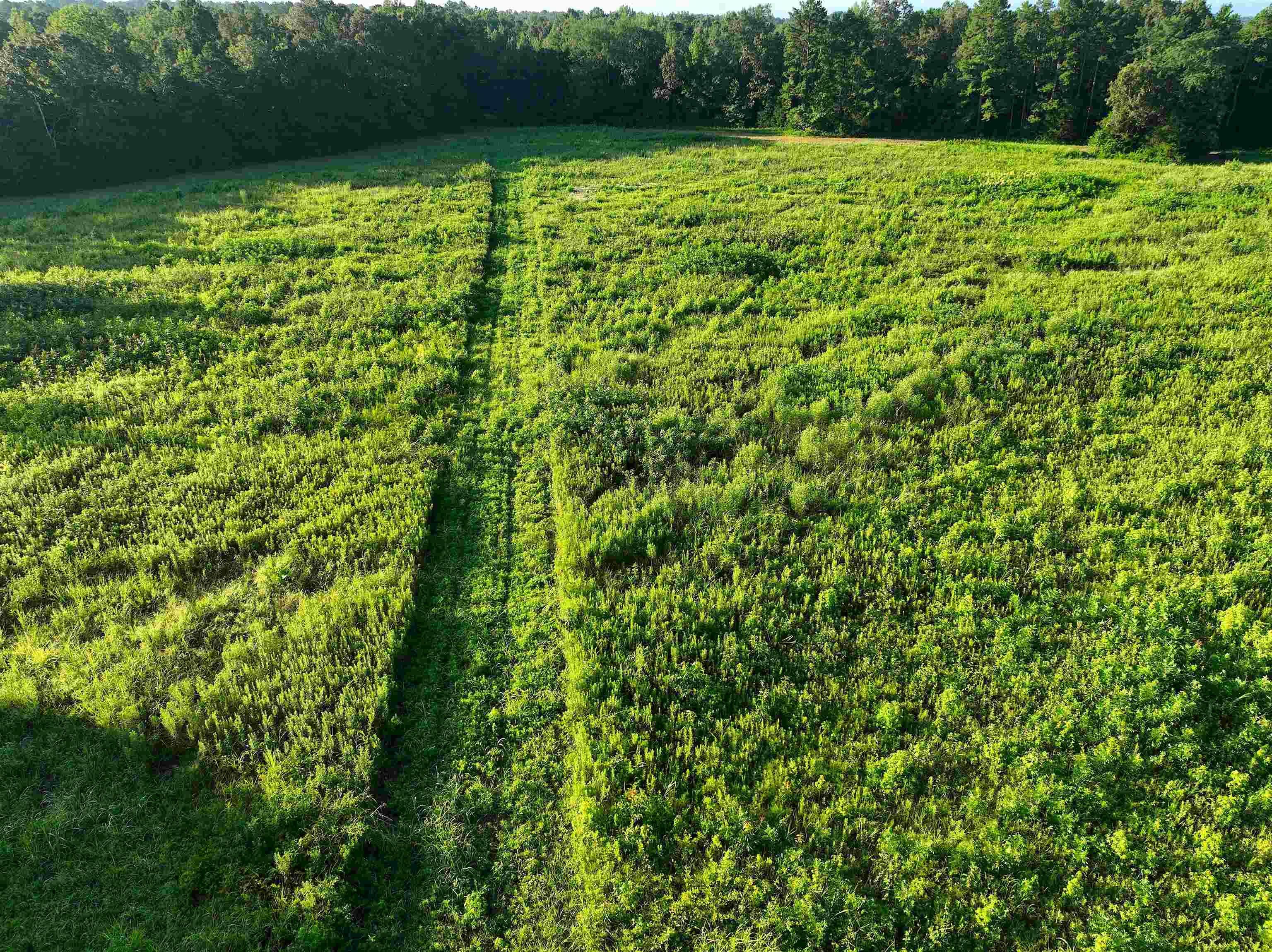 4000 West Fork Road Saulsbury, TN 38067 - Photo 18 of 30 a view of a yard with a sink