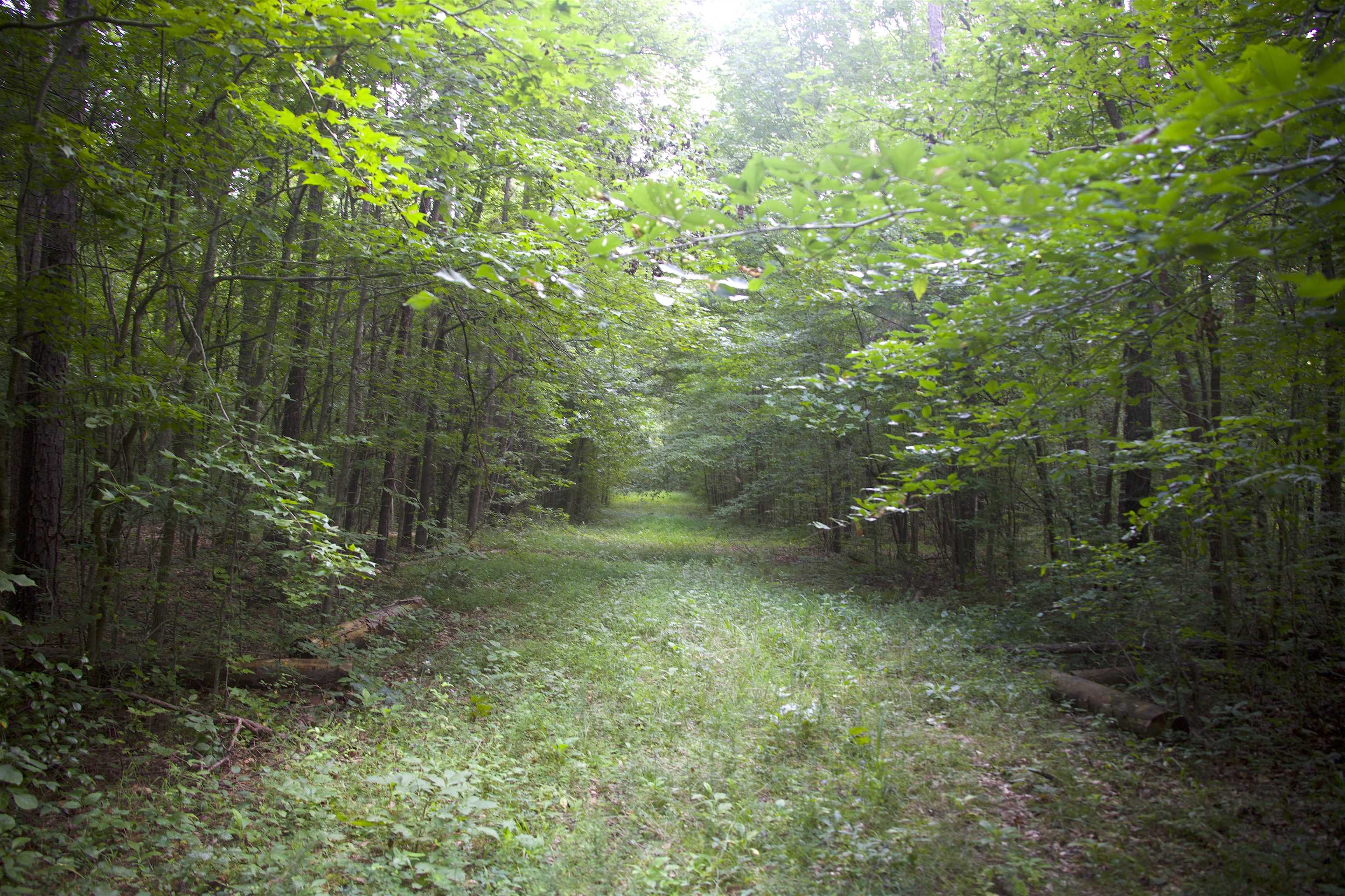 4000 West Fork Road Saulsbury, TN 38067 - Photo 21 of 30 a view of a forest filled with trees