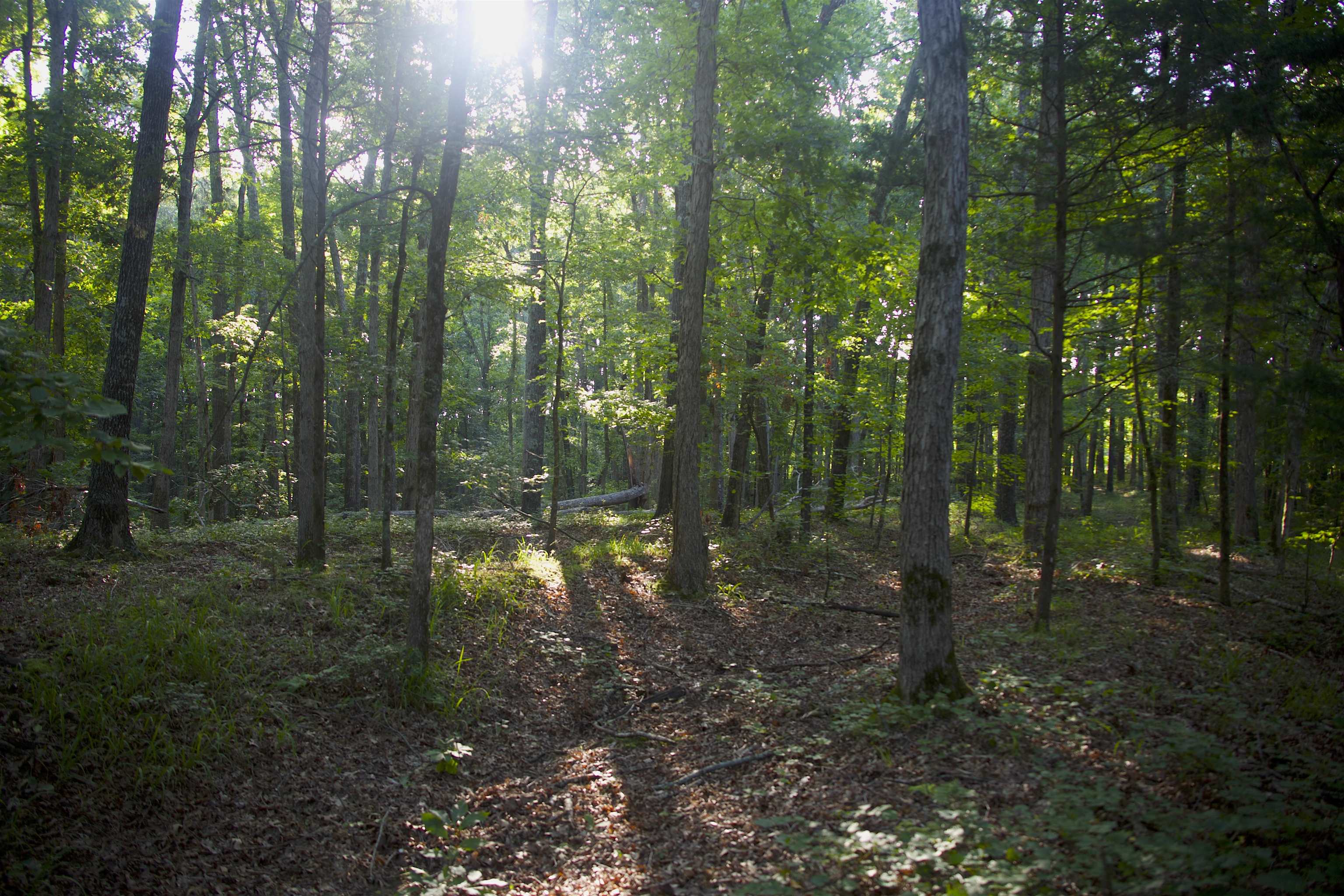 4000 West Fork Road Saulsbury, TN 38067 - Photo 22 of 30 a view of a forest that has large trees