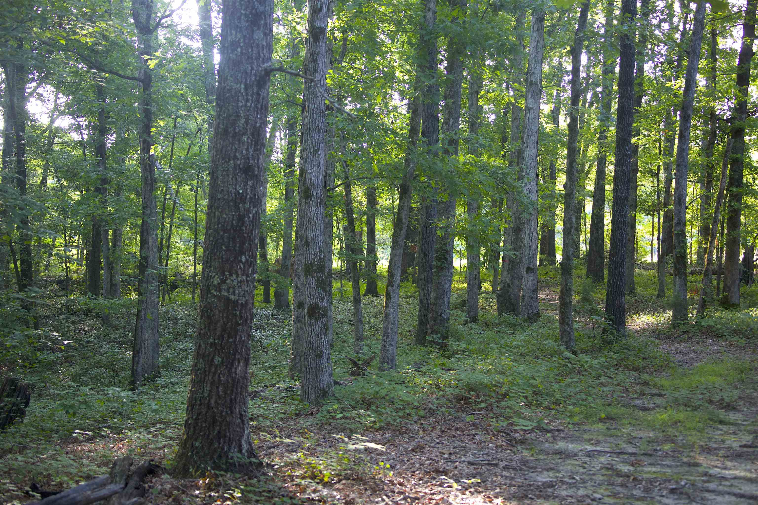 4000 West Fork Road Saulsbury, TN 38067 - Photo 23 of 30 a view of a forest that has large trees