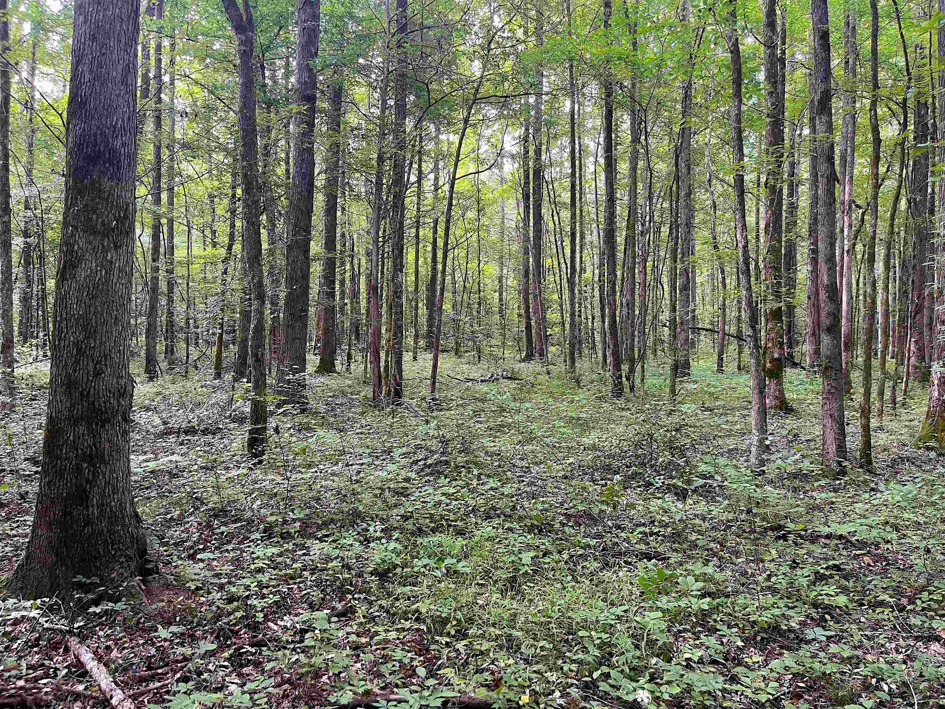 4000 West Fork Road Saulsbury, TN 38067 - Photo 24 of 30 a view of outdoor space with lots of trees