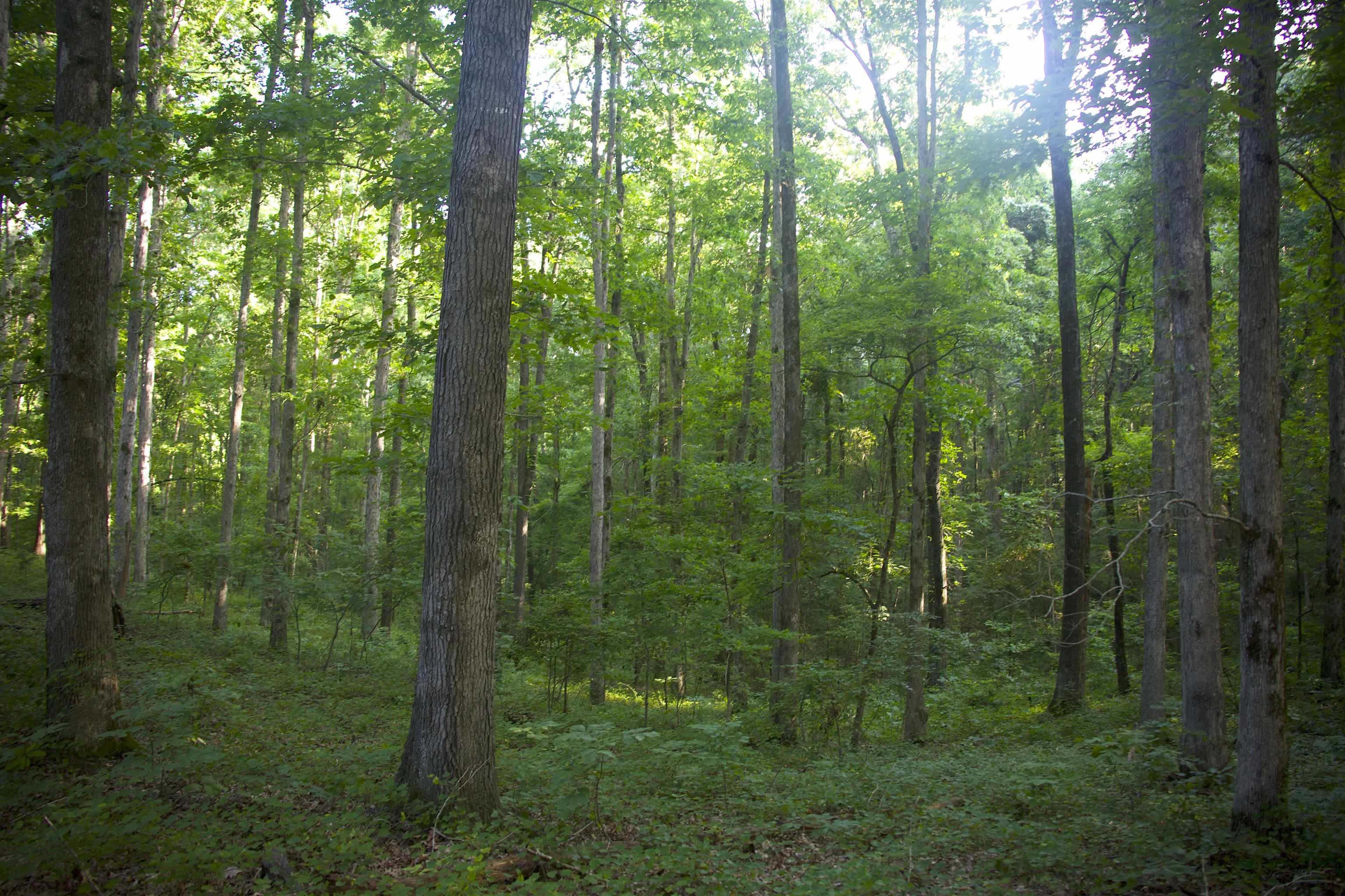 4000 West Fork Road Saulsbury, TN 38067 - Photo 25 of 30 a view of a forest with trees