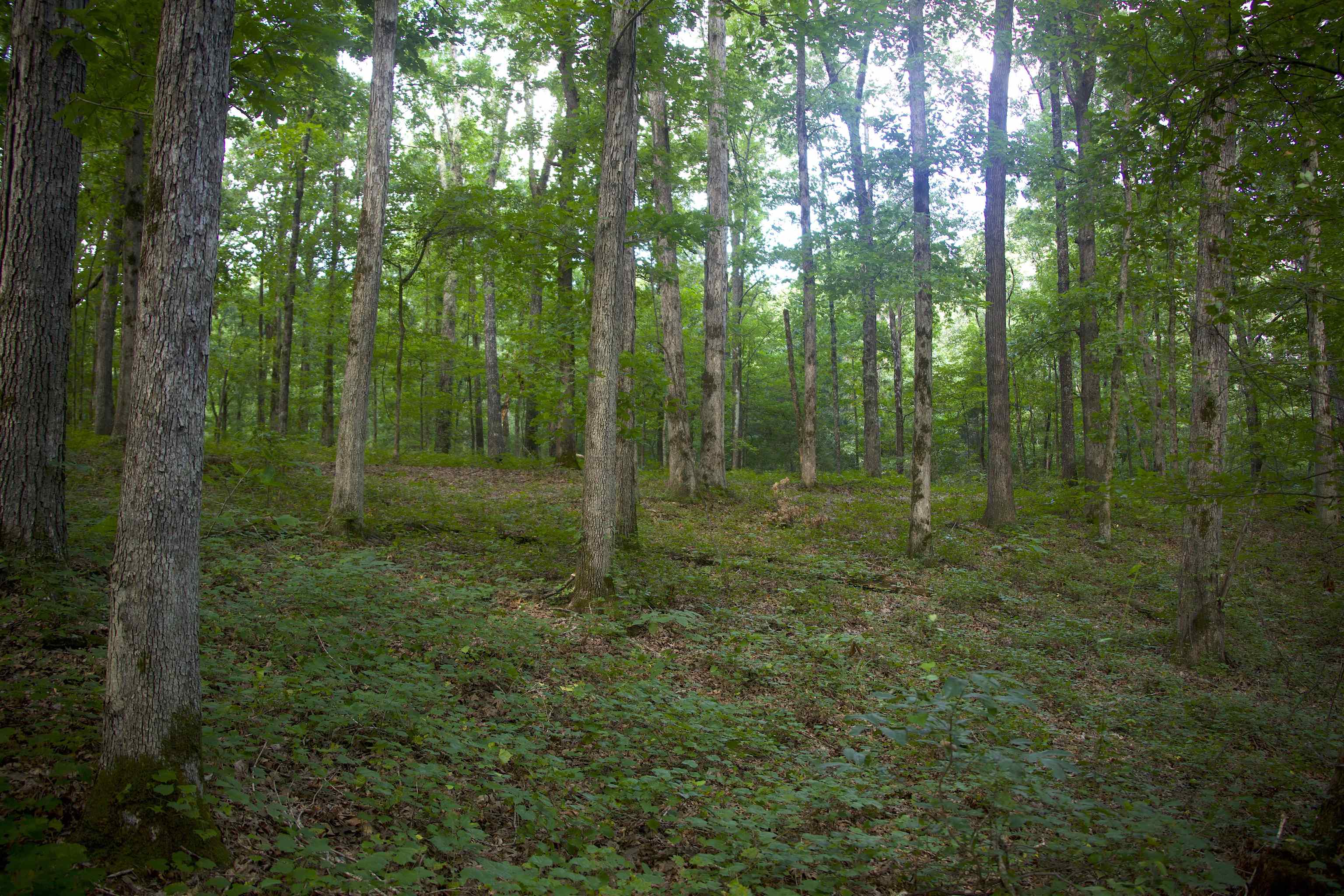 4000 West Fork Road Saulsbury, TN 38067 - Photo 26 of 30 a view of outdoor space and green space