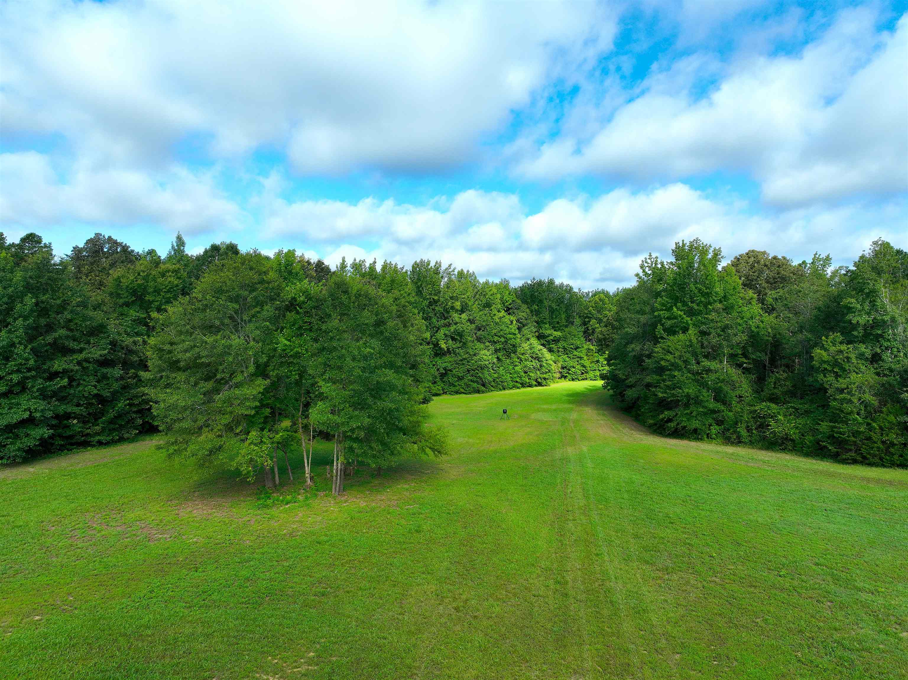 4000 West Fork Road Saulsbury, TN 38067 - Photo 3 of 30 a view of a big yard with a large trees and plants
