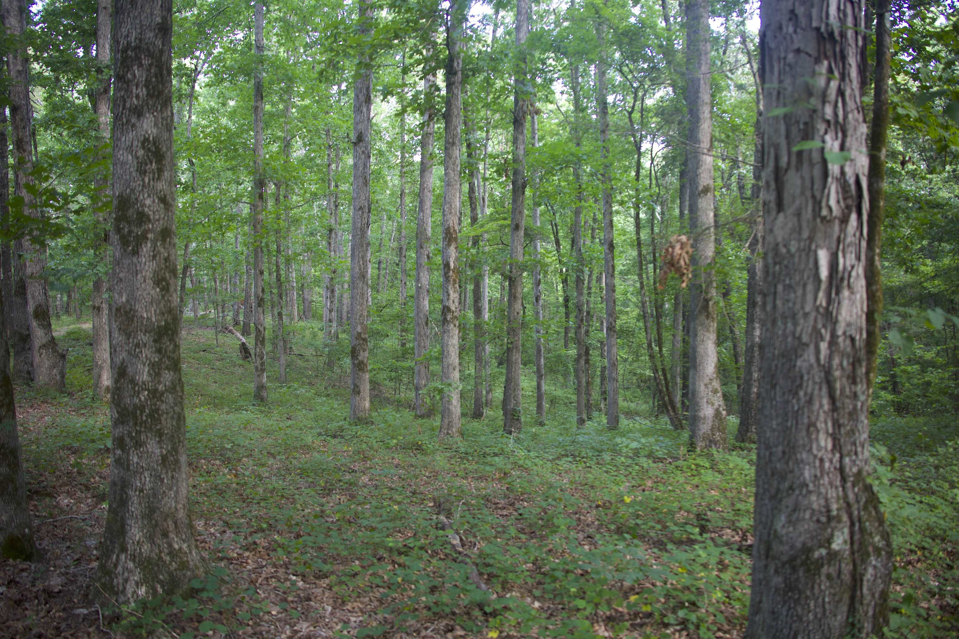 4000 West Fork Road Saulsbury, TN 38067 - Photo 7 of 30 a view of a lush green forest