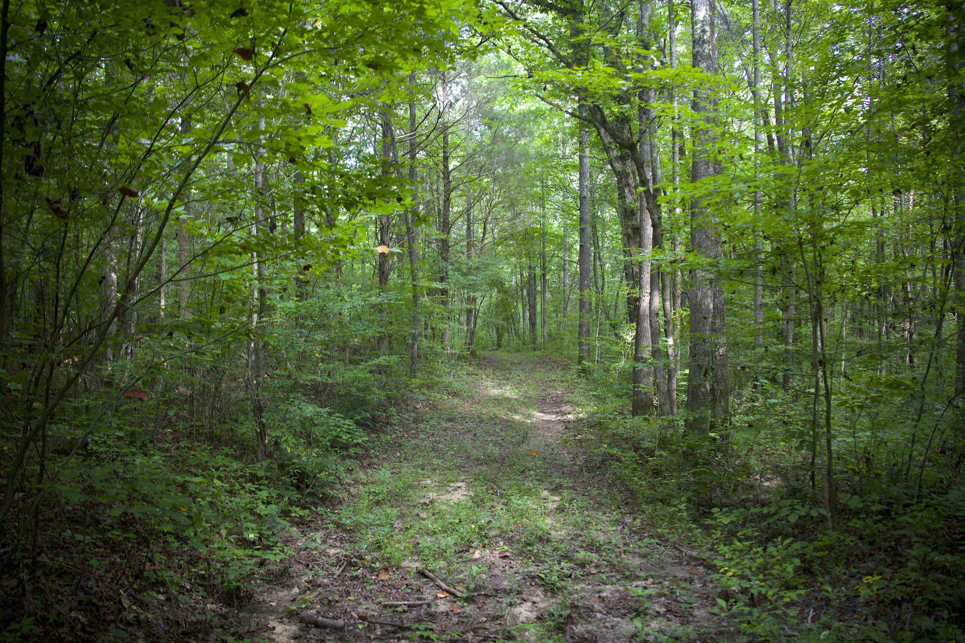4000 West Fork Road Saulsbury, TN 38067 - Photo 9 of 30 a view of a lush green forest
