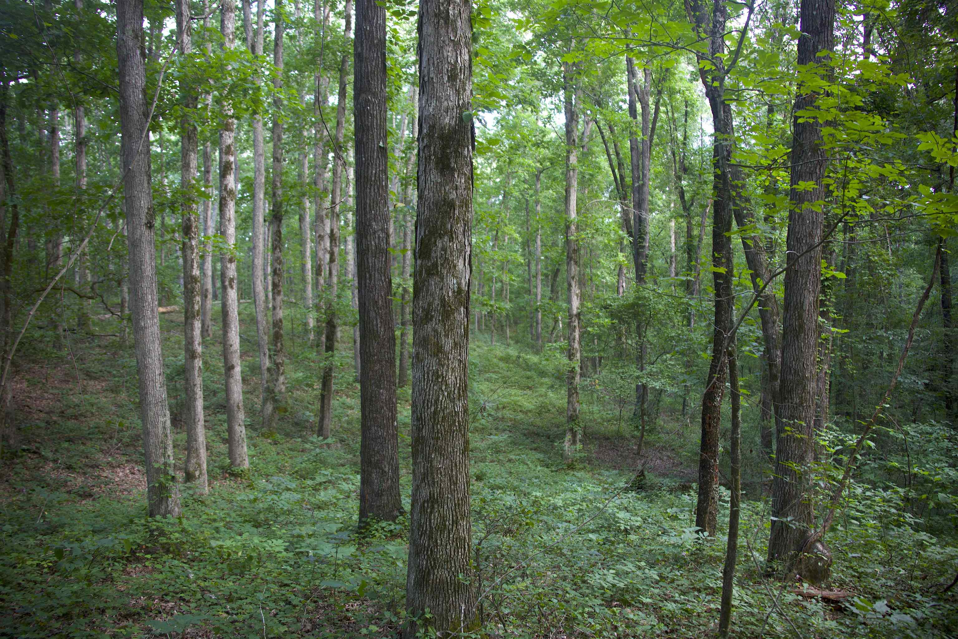 4000 West Fork Road Saulsbury, TN 38067 - Photo 10 of 30 a view of forest