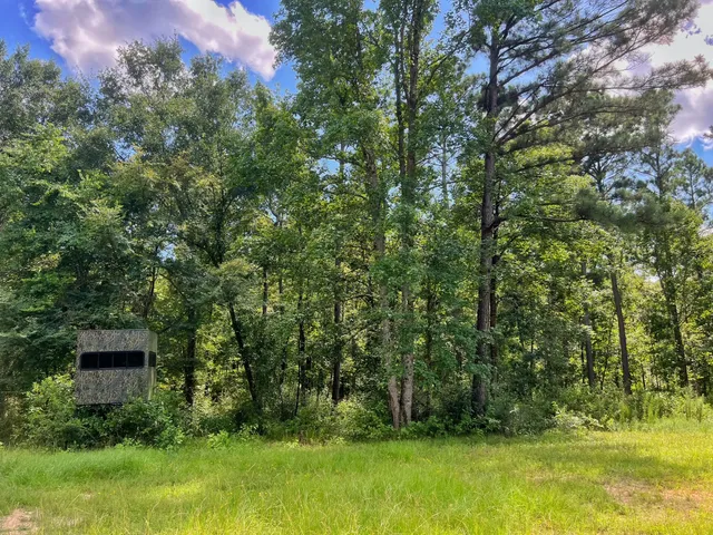 a view of garden with trees