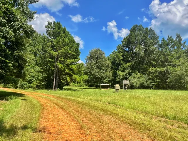 a view of a trees with a yard