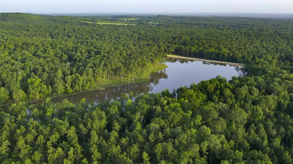 a view of a forest