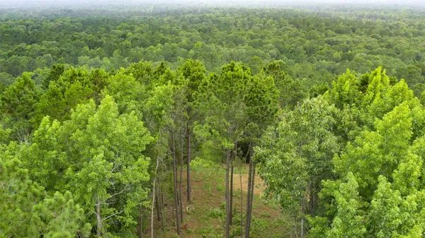 a view of a lush green forest with trees and some houses