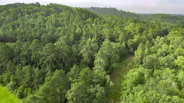 a view of a lush green forest with trees and some houses