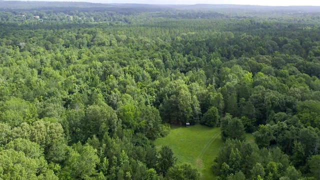 a view of a lush green forest with a lake