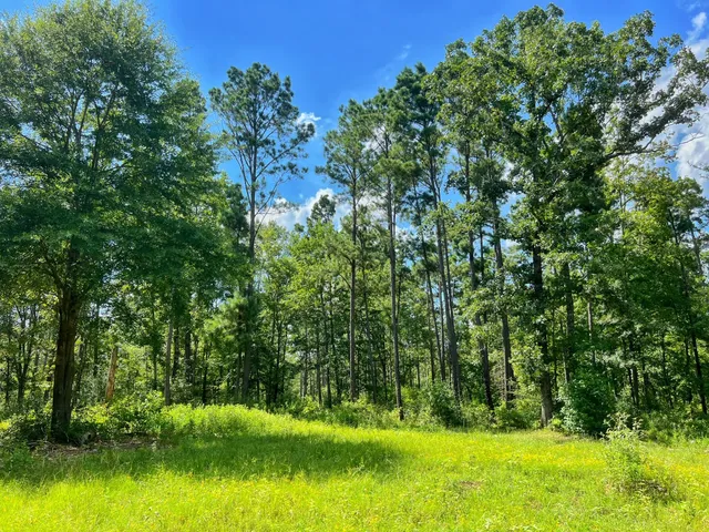 a view of backyard with green space