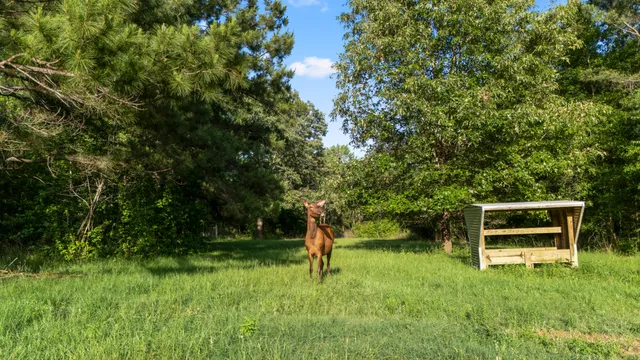 a view of a chairs and table in the backyard