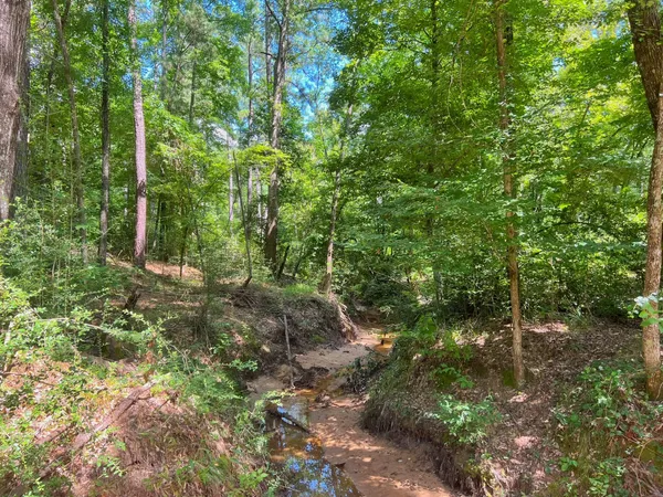 a view of forest
