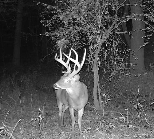 12139 Kientz Road Jarratt, VA 23867 - Photo 7 of 8 Gallery Image 7