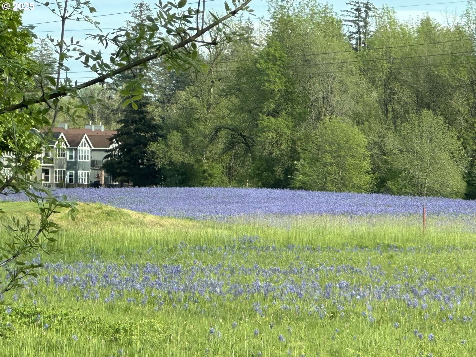 7535 Northwest Quinault Street Camas, WA 98607 - Photo 11 of 27 a view of yard with green space