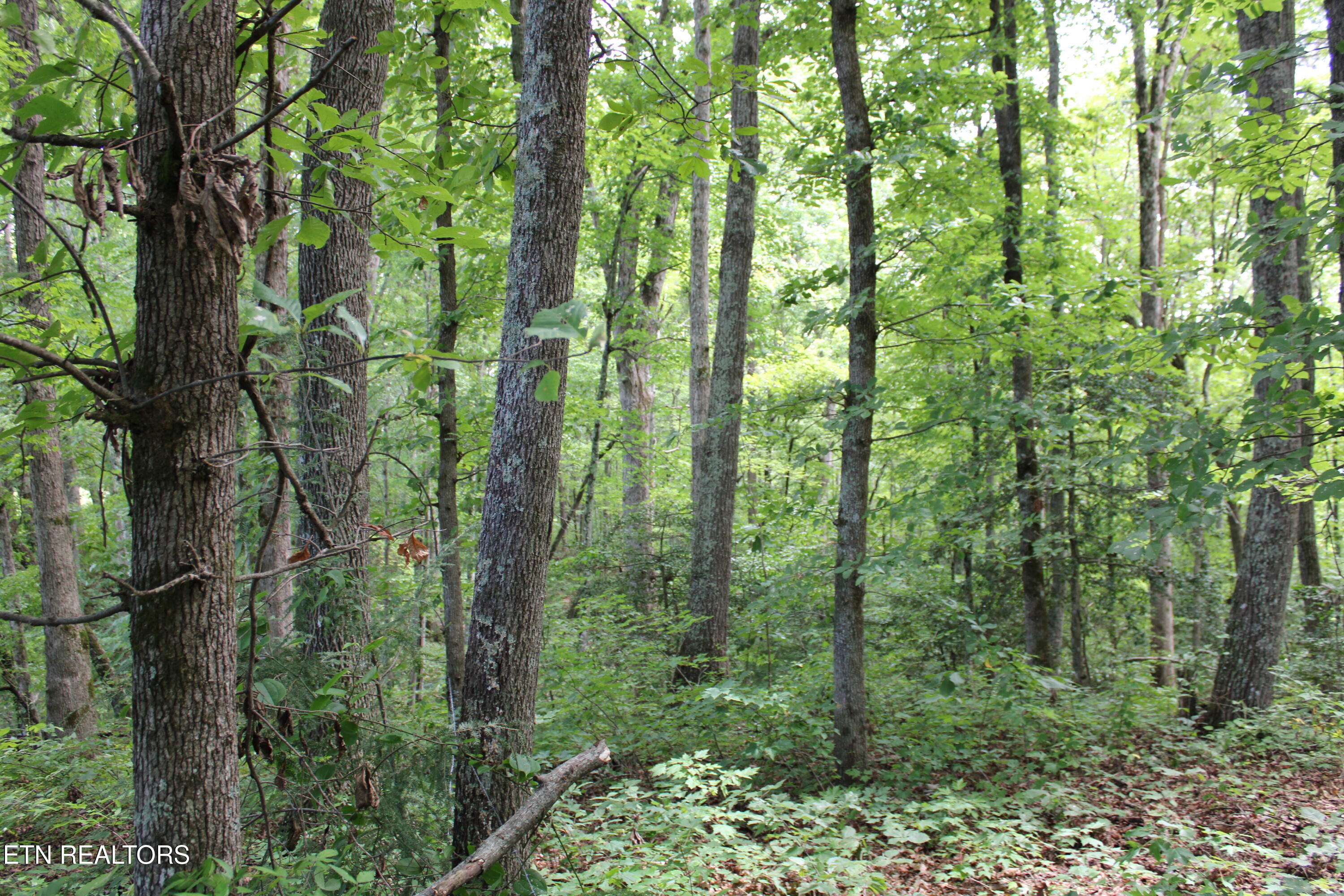 536 Ted Brooks Road Jamestown, TN 38556 - Photo 33 of 43 IMG_2096