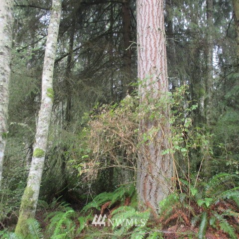 -xx Harmony Road Oak Harbor, WA 98277 - Photo 7 of 19 Gallery Image 7