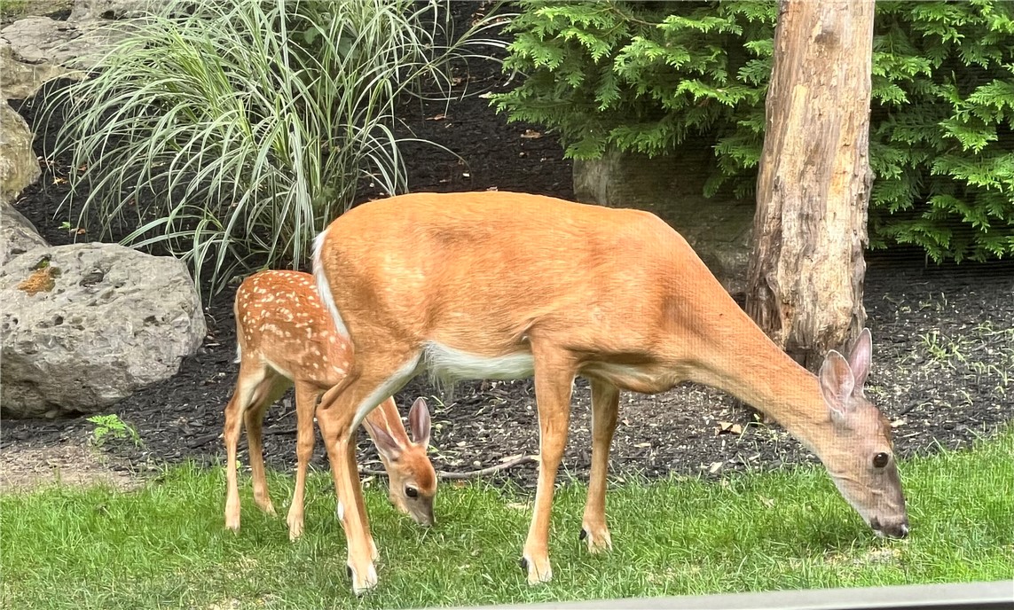 616 Brookstone Bend Webster, NY 14580 - Photo 49 of 49
