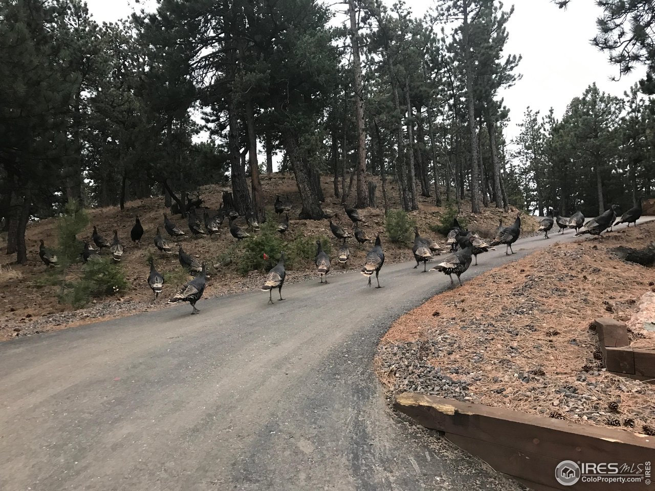 1057 Reed Ranch Road Boulder, CO 80302 - Photo 40 of 40 Wild Turkey frequently pass through