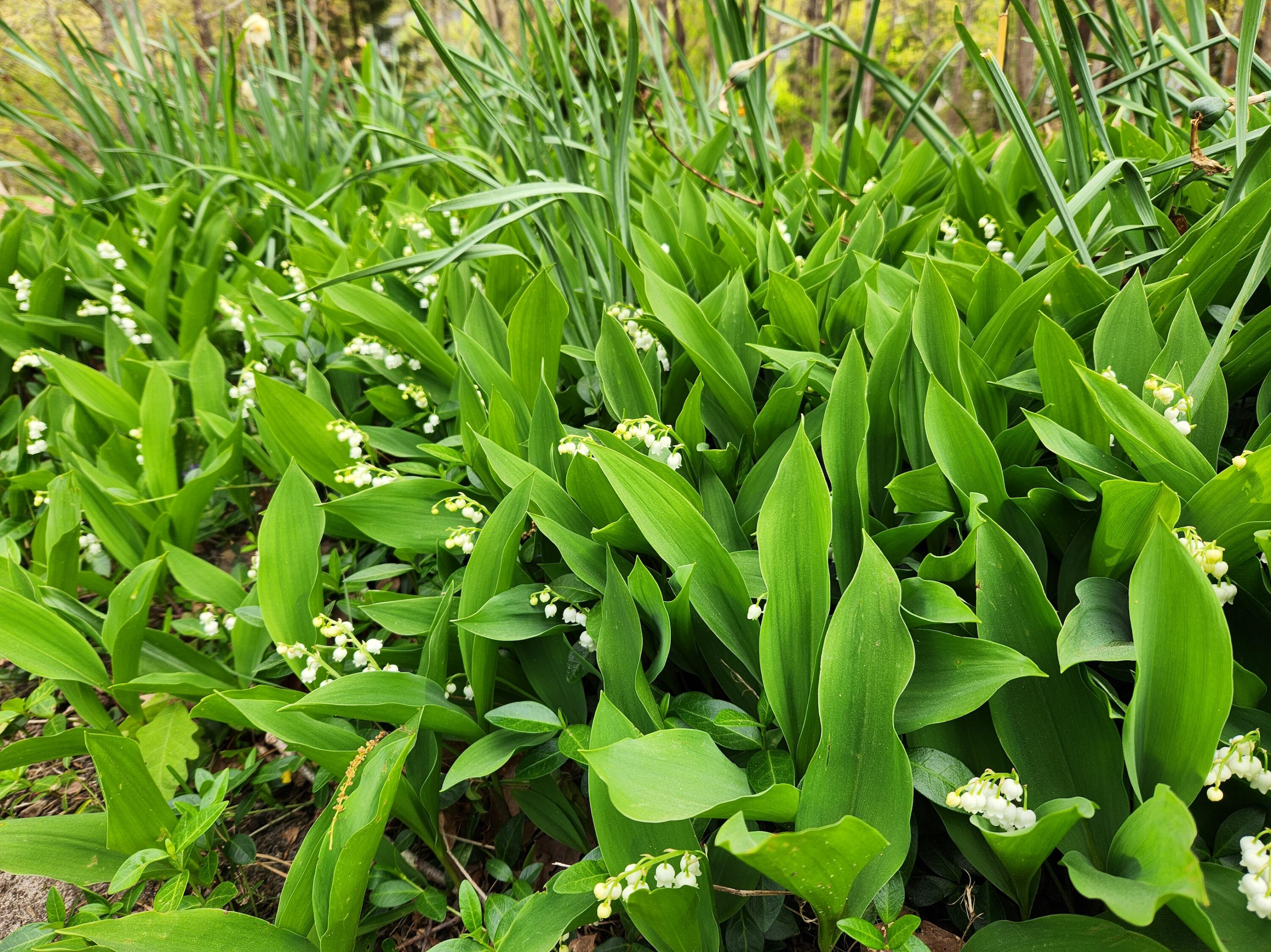 15 Ellerslie Road Orleans, MA 02653 - Photo 42 of 50 Lily of the Valley