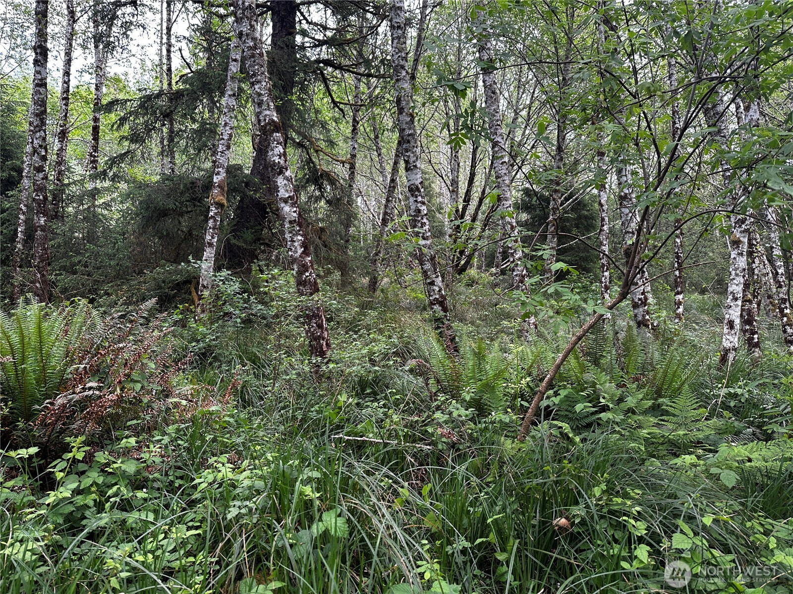 31010 Sandridge Road Oysterville, WA 98641 - Photo 4 of 5 a view of a forest with a tree