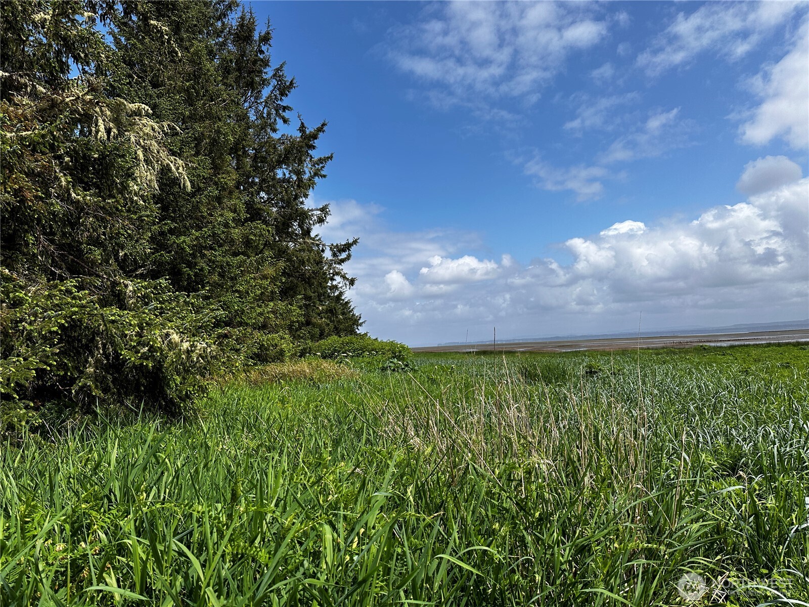 31010 Sandridge Road Oysterville, WA 98641 - Photo 5 of 5 a view of a yard with a tree