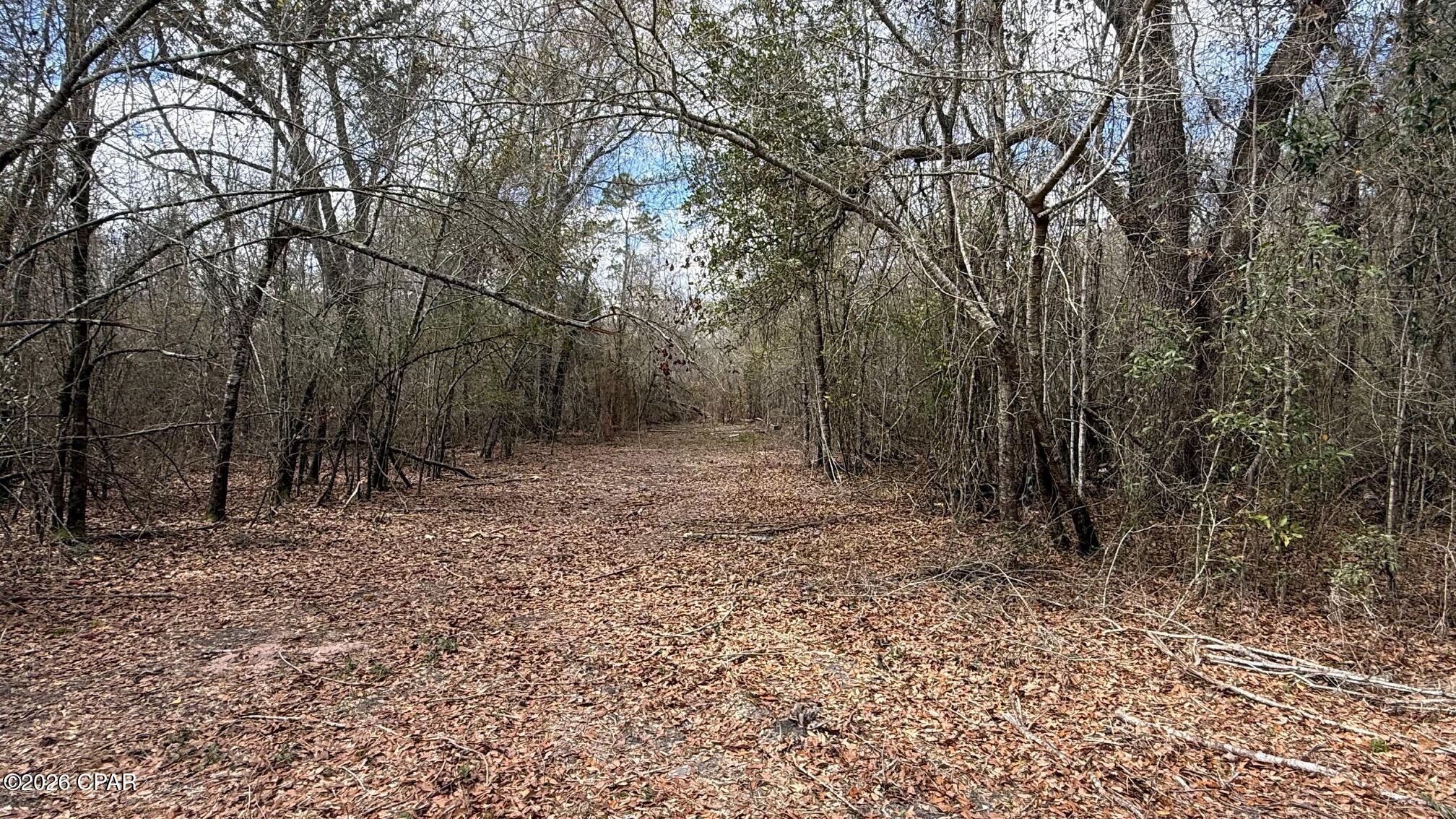 0 Neel Road Grand Ridge, FL 32442 - Photo 3 of 5