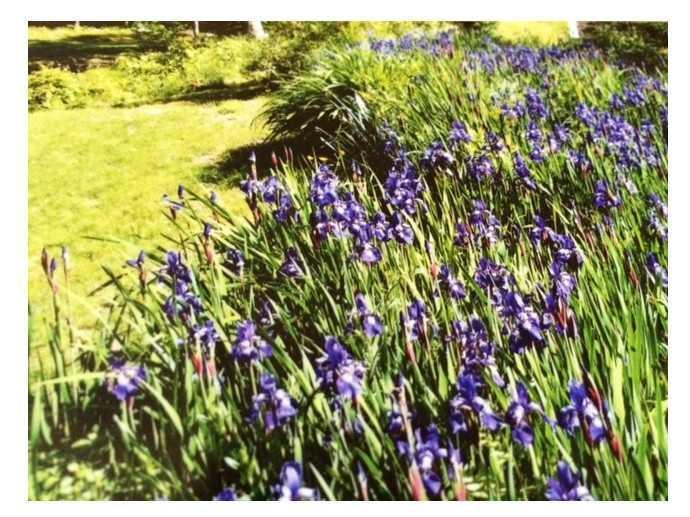 18 Howards Hill Road Harpswell, ME 04079 - Photo 29 of 31 Yard/Garden. A mid-summer field of...
