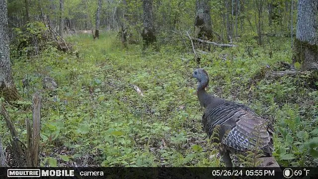 $179,999 | 4 County Road 4, Talmoon, MN 56637