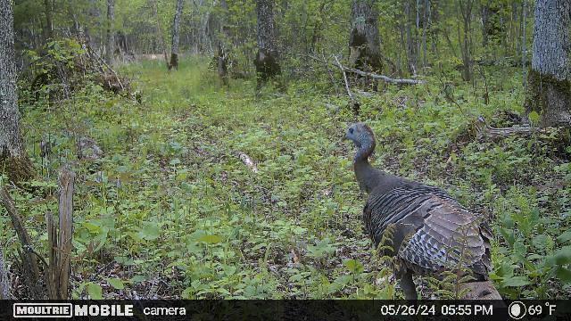 4 County Road 4 Talmoon, MN 56637 - Photo 11 of 17