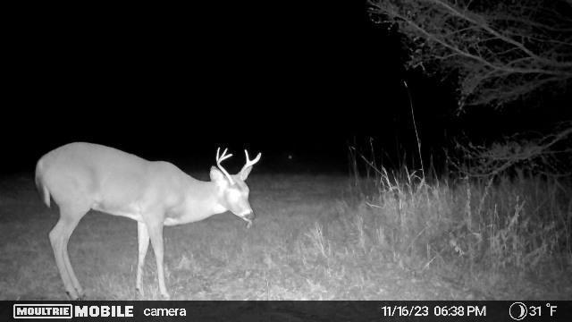 4 County Road 4 Talmoon, MN 56637 - Photo 12 of 17