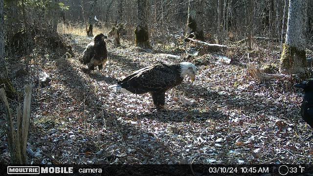 4 County Road 4 Talmoon, MN 56637 - Photo 14 of 17
