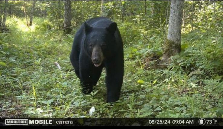 4 County Road 4 Talmoon, MN 56637 - Photo 15 of 17