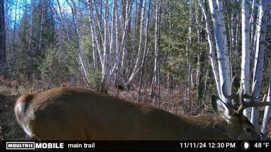 4 County Road 4 Talmoon, MN 56637 - Photo 10 of 17