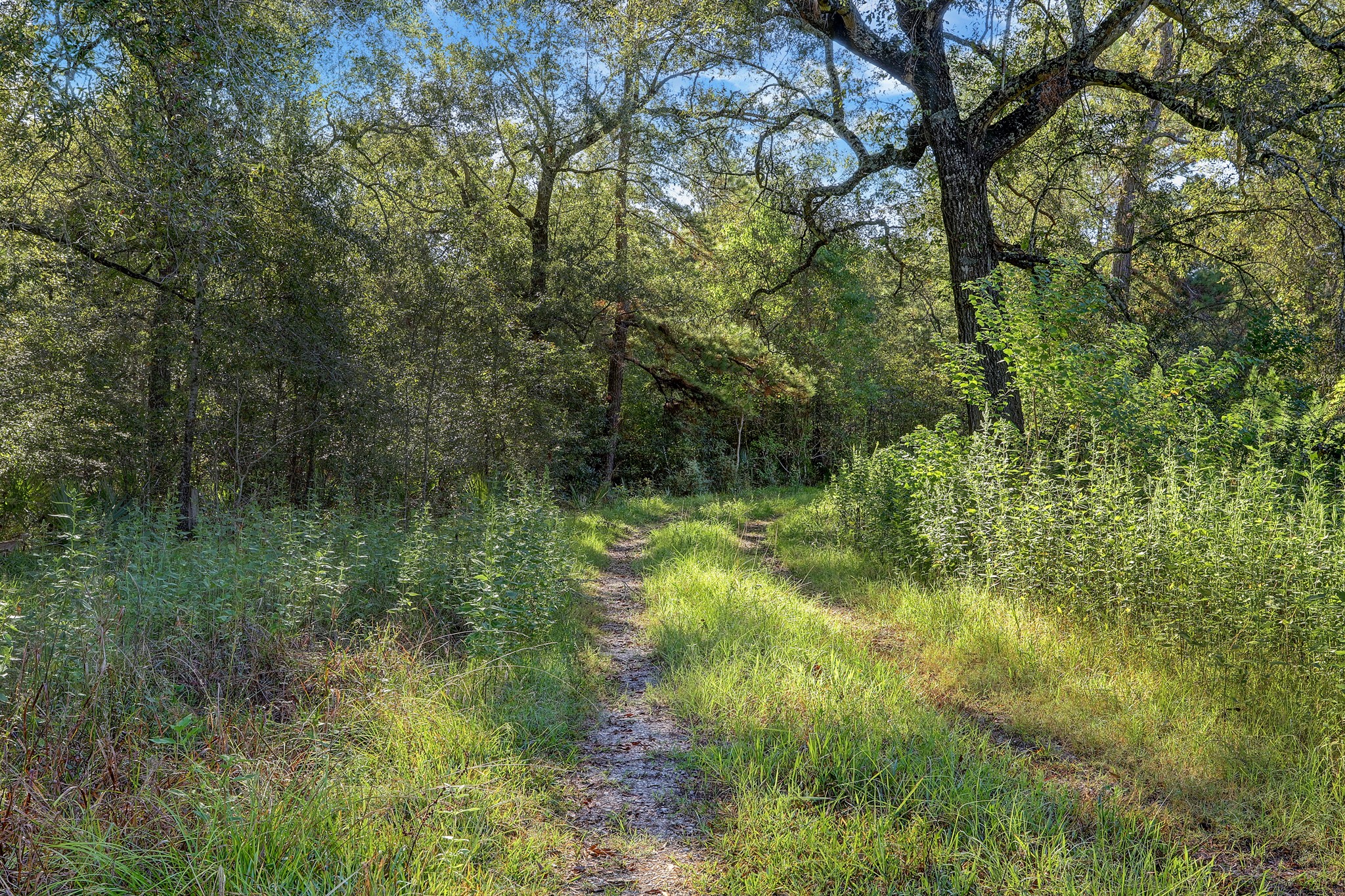 18760 Pin Oak Road Conroe, TX 77385 - Photo 12 of 12 As you thin the wooded area, consider selling the timber for more profit. The sky is the limit!
