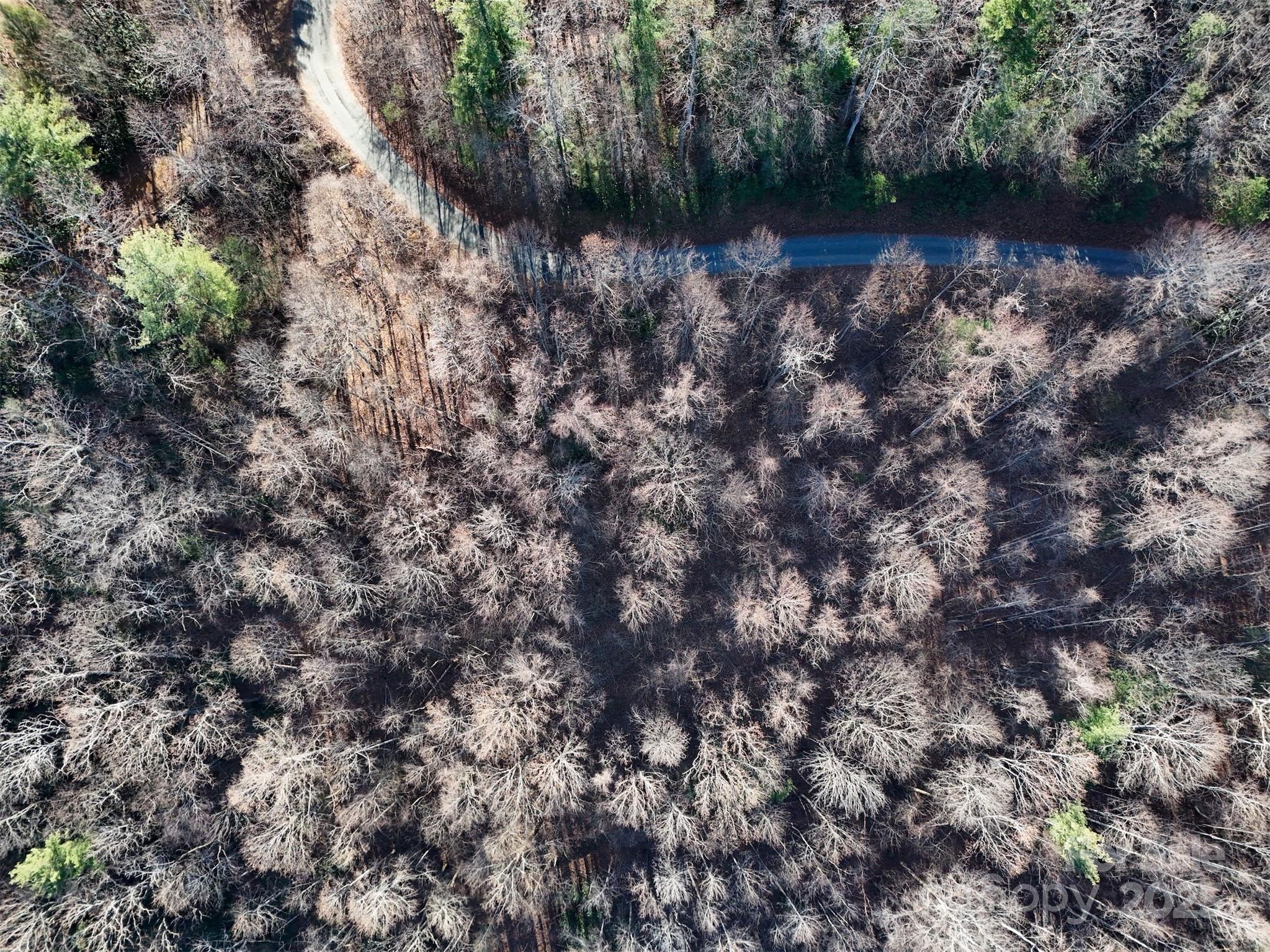 9999 Vacation Way, Unit 12 Roxboro, NC 27574 - Photo 13 of 13 a view of a trees in a forest