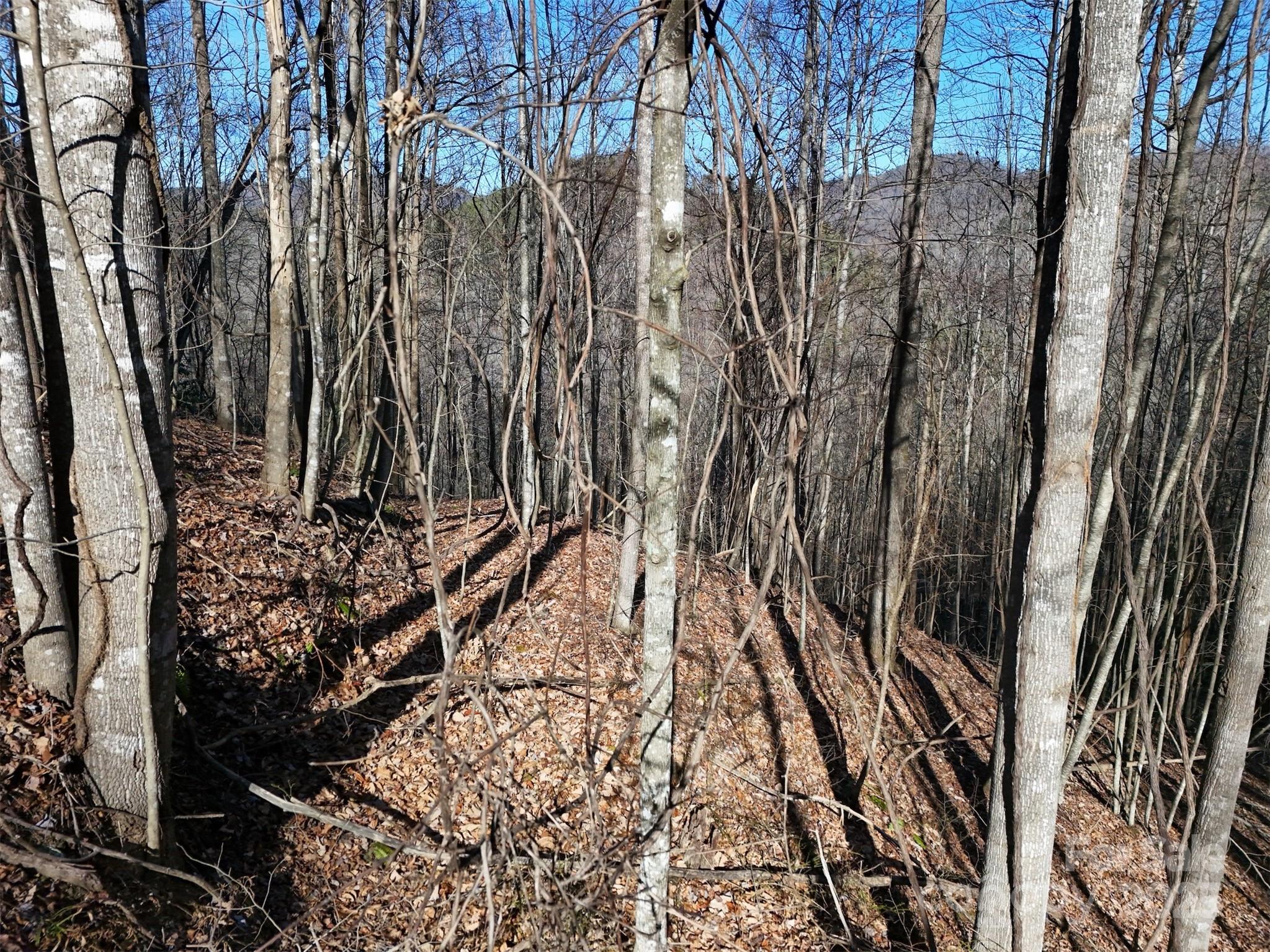 9999 Vacation Way, Unit 12 Roxboro, NC 27574 - Photo 4 of 13 a view of a yard with plants and trees