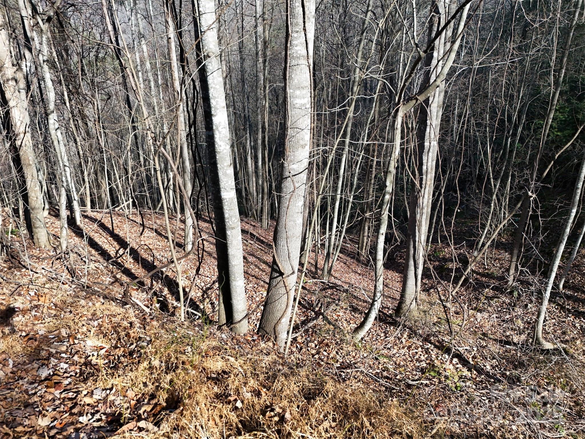 9999 Vacation Way, Unit 12 Roxboro, NC 27574 - Photo 5 of 13 a view of a backyard with a tree