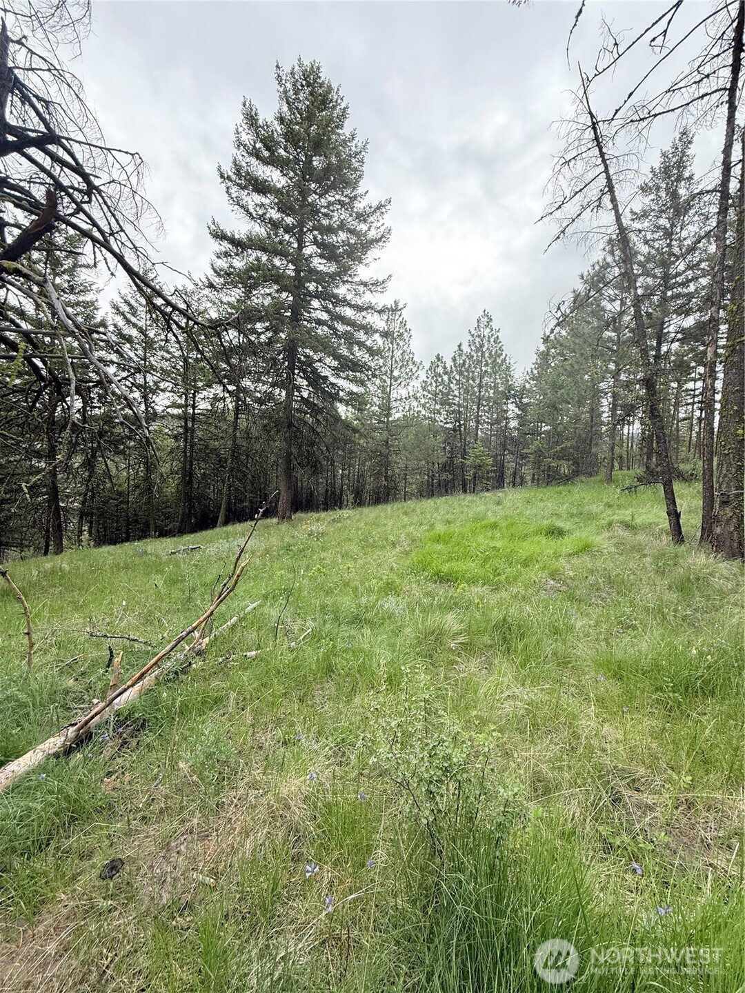 0 Broken Spoke Road Tonasket, WA 98855 - Photo 27 of 39 a view of a field with trees in the background