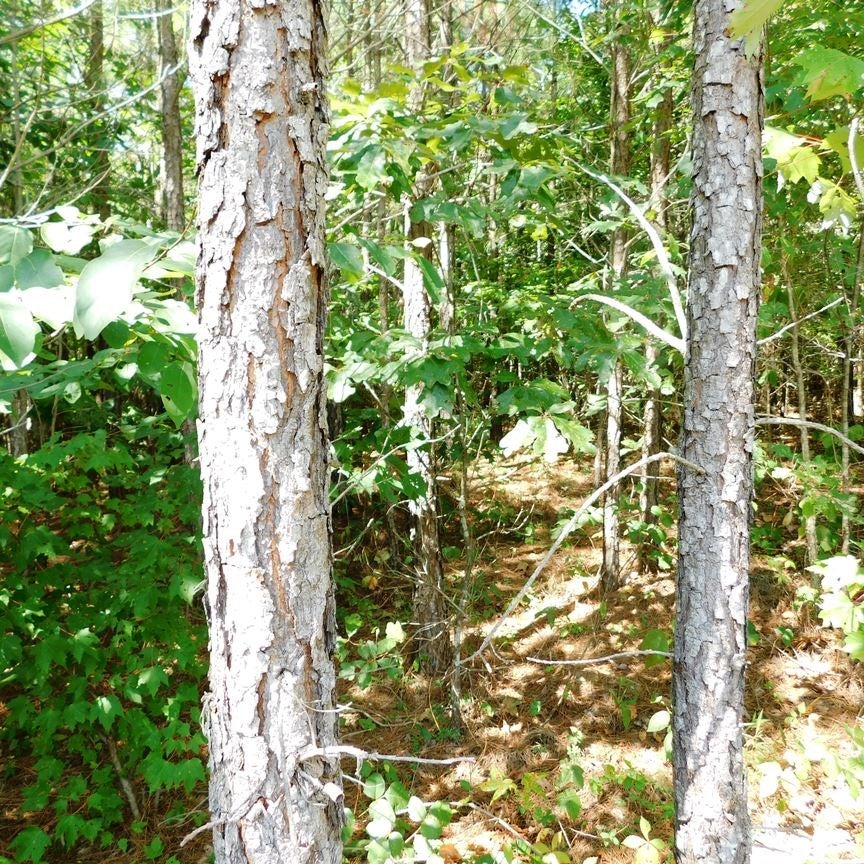 Miller Camp Road, Unit 1B Buckingham, VA 23921 - Photo 7 of 14 Gallery Image 7