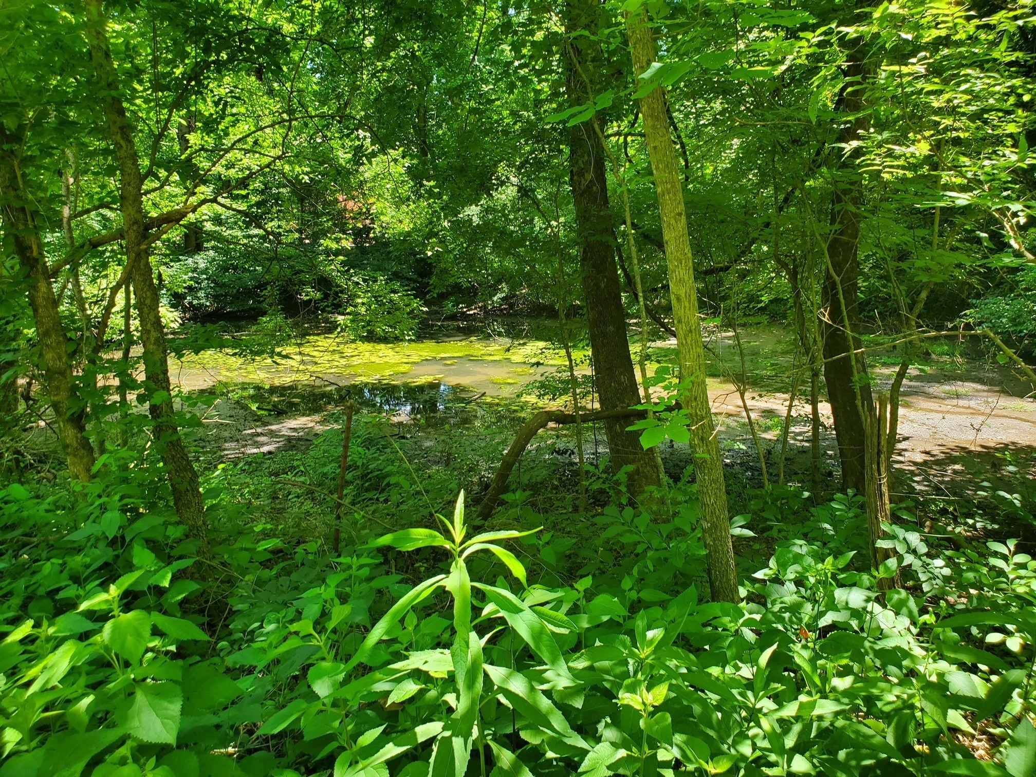 1930 Arlington Road Lebanon, TN 37087 - Photo 14 of 24 a view of yard with green space