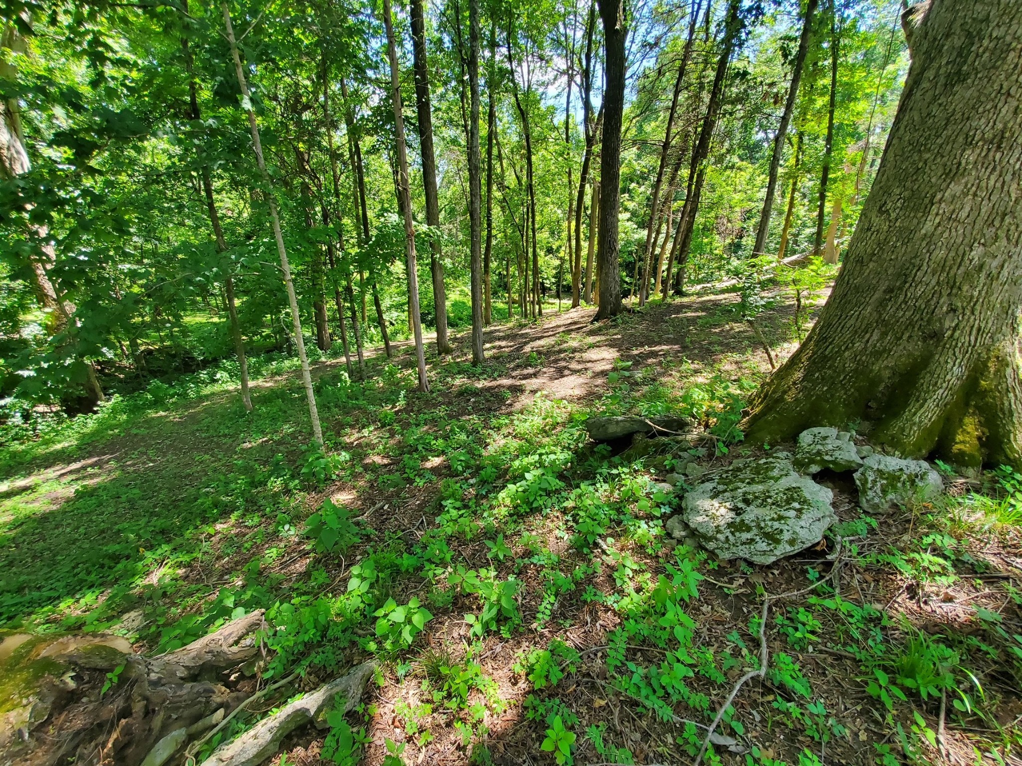 1930 Arlington Road Lebanon, TN 37087 - Photo 15 of 24 a view of outdoor space and green space